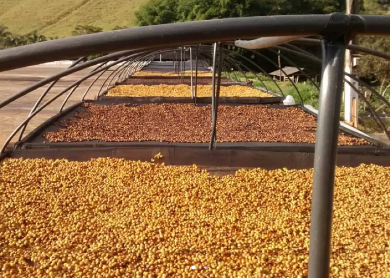 Catuaí Amarelo, colheita seletiva, mais de 1200 metros de altitude, terreiro suspenso, rodados várias vezes ao dia.