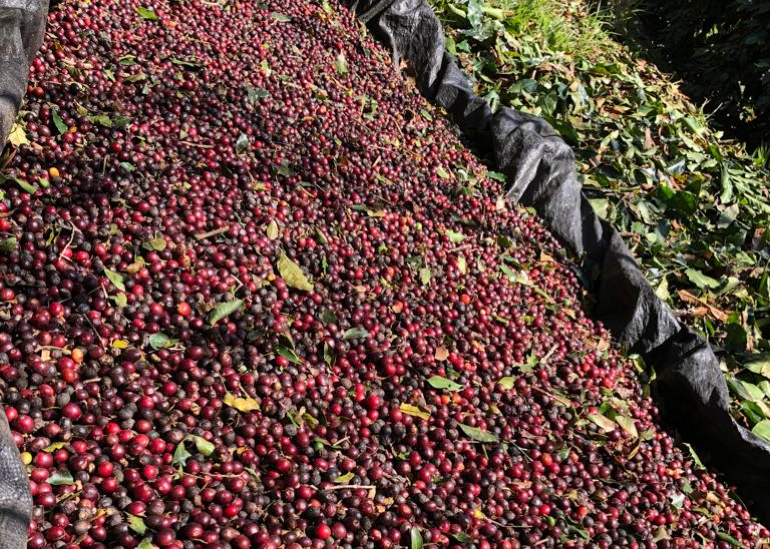 Premissa da sustentabilidade social, econômica e ambiental com práticas regenerativas!