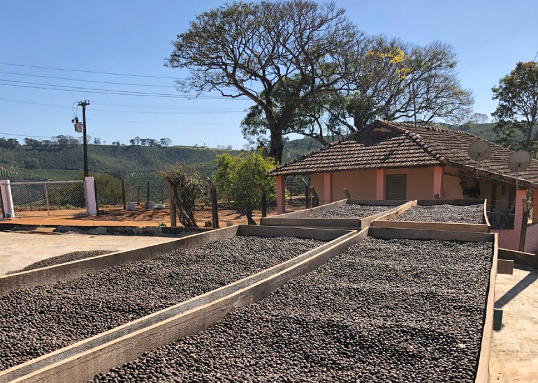 Processo natural, com secagem no terreiro.