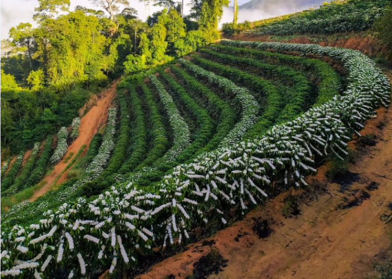 Nosso objetivo é disponibilizar cafés especiais de alta qualidade e acessível para todas as pessoas.