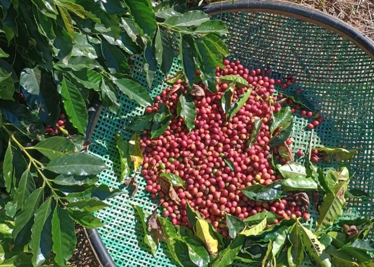 Geralmente, apresenta um sabor mais intenso e complexo, com notas mais doces e frutadas.