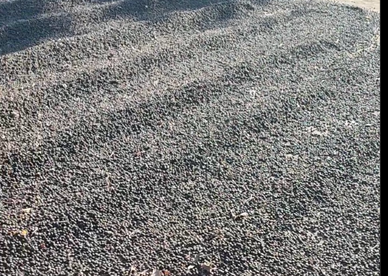 É arredondado e ocupa todo o espaço dentro da cereja.