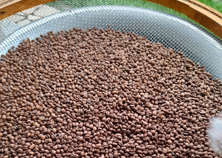 Os grãos MOKA correspondem a uma variação genética que ocorre em aproximadamente 3% da produção dos pés de café do tipo arábica.