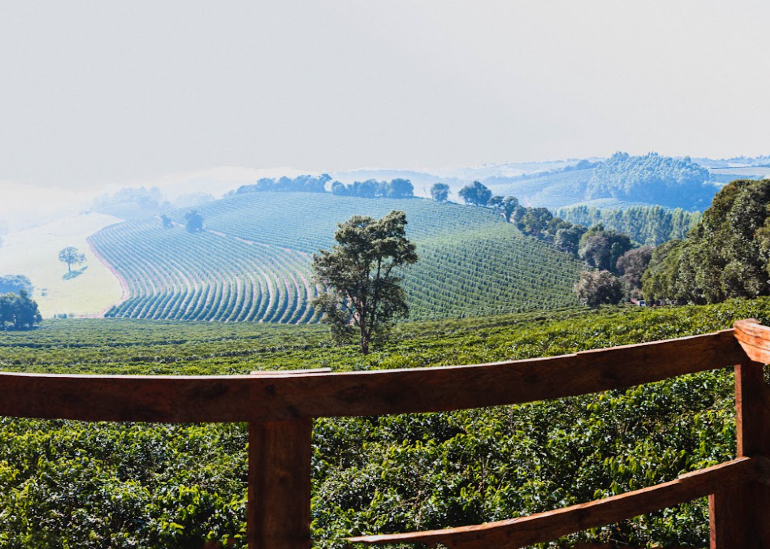Uma nova perspectiva para a produção, experimentando e implementando técnicas de processamento que resultaram em cafés únicos.