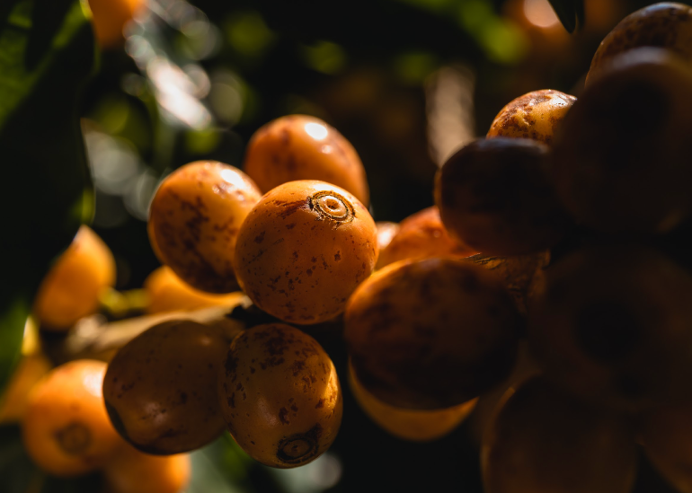 O cheiro de café torrado paira no ar, uma promessa de que a tradição continua.