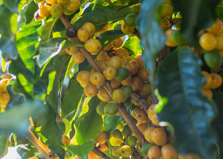 A mão de obra é nosso principal desafio.
