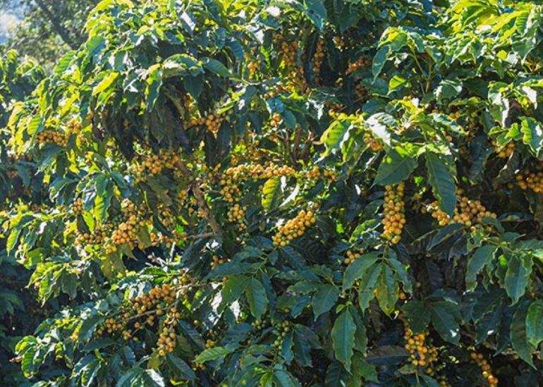Esse fator irá transformar o perfil da nossa cafeicultura.