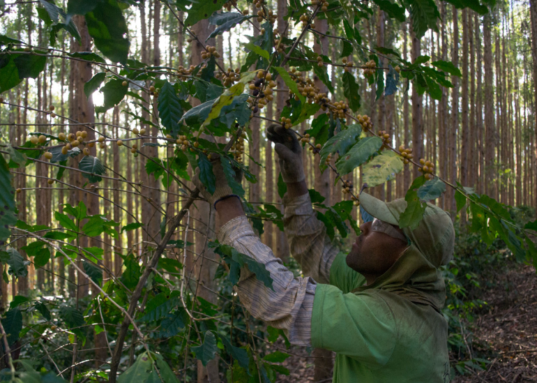 Cultivar a memória do avô e a sustentabilidade da floresta nativa.