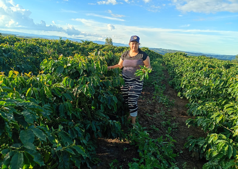 O terroir único, clima subtropical, solos vulcânicos, contribuem para a formação de características sensoriais especiais nos grãos.